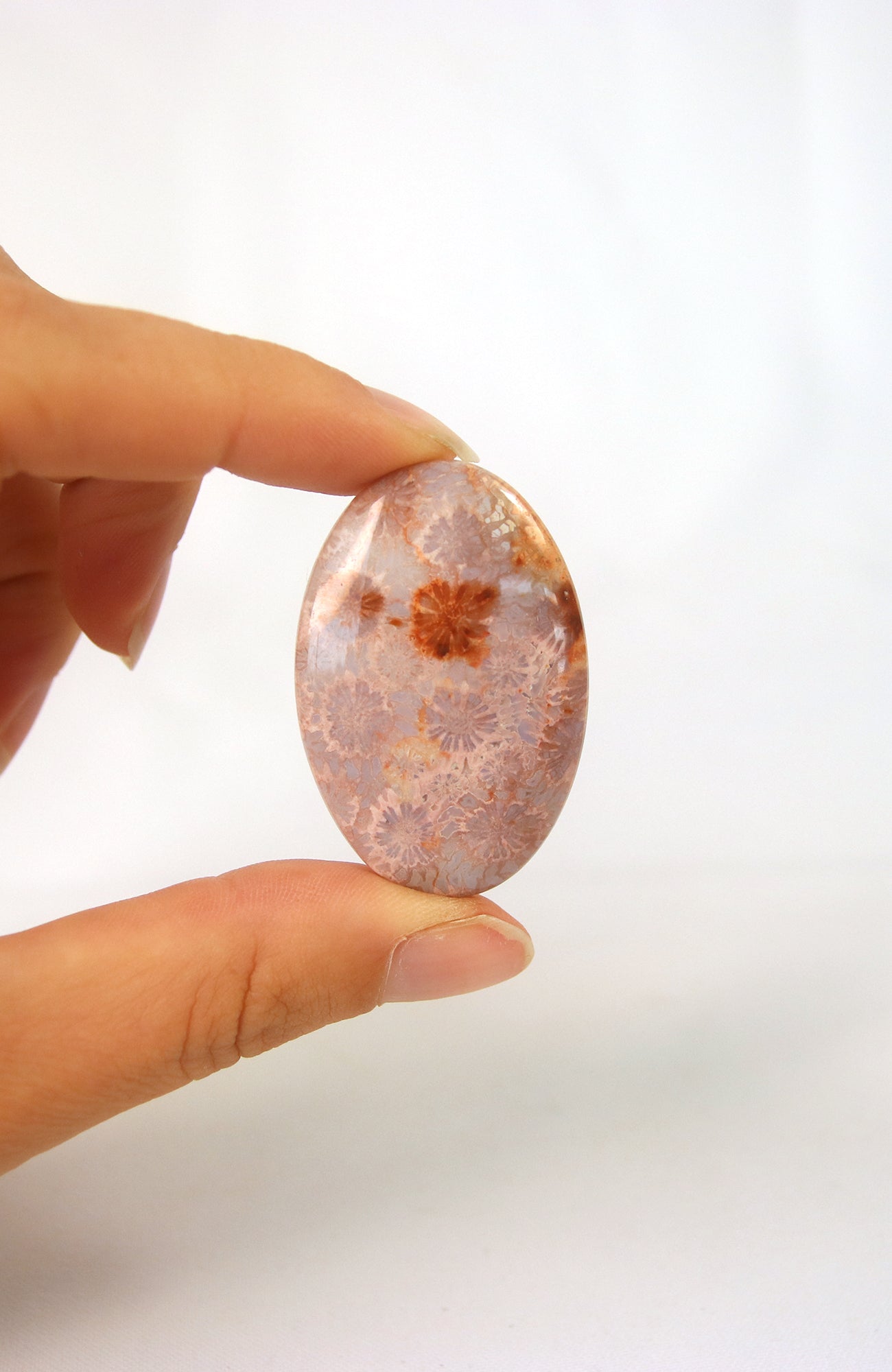 Fossil Coral Cabachon